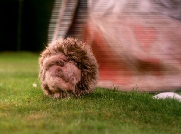 Hedgehog Croquet Ball 1_03