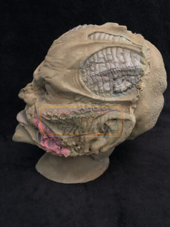 creeper test skin/head