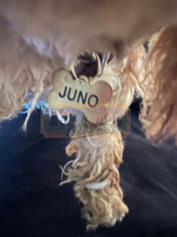 juno stunt dog