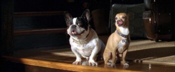 Mojo’s And Frankie’s Hero Dog Collars