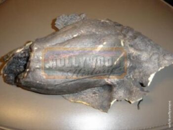 Severed Wing Prosthetic