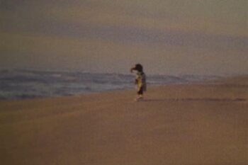 Gonzo’s Framed Picture